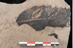 Foto (Detailansicht) von Quercus pseudolonchitis Ettingshausen (NHMW-GEO-2024-0188-7976)